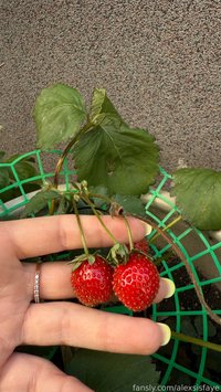 alexsisfaye leak - i have two types of strawberries in my garden, wh