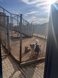 YourSmallDoll leak - visited a dog shelter today and brought them some