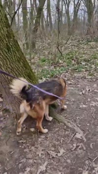 Kisuna leak - Doggy day. I borrow the dogs, I don't steal them..