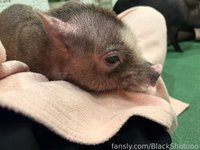 BlackShotooo leak - hey heyy!! really sorry for no posting because i s