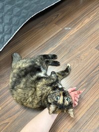 blumshy leak - Genuinely sharing with you some photos that I rece