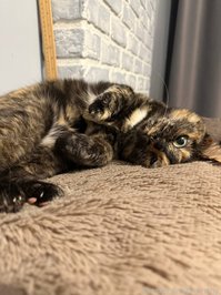 blumshy leak - Genuinely sharing with you some photos that I rece