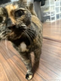 blumshy leak - Genuinely sharing with you some photos that I rece