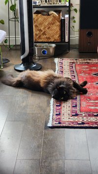 alkethadea leak - Lil summer photo dump ️