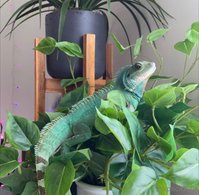 explicitkait leak - My Chinese water dragon is being hospitalized at the vet rig..