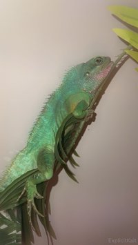 explicitkait leak - My Chinese water dragon is being hospitalized at the vet rig..