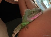 explicitkait leak - My Chinese water dragon is being hospitalized at the vet rig..