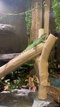 explicitkait leak - My Chinese water dragon is being hospitalized at the vet rig..