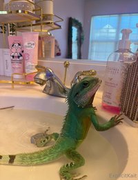 explicitkait leak - My Chinese water dragon is being hospitalized at the vet rig..