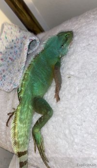 explicitkait leak - My Chinese water dragon is being hospitalized at the vet rig..