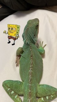 explicitkait leak - My Chinese water dragon is being hospitalized at the vet rig..