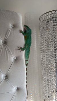 explicitkait leak - My Chinese water dragon is being hospitalized at the vet rig..