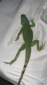 explicitkait leak - My Chinese water dragon is being hospitalized at the vet rig..