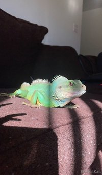 explicitkait leak - My Chinese water dragon is being hospitalized at the vet rig..