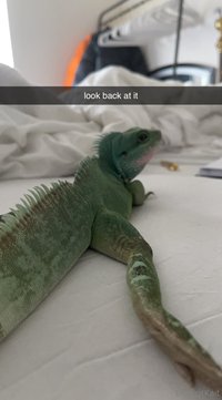 explicitkait leak - My Chinese water dragon is being hospitalized at the vet rig..