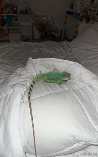 explicitkait leak - My Chinese water dragon is being hospitalized at the vet rig..