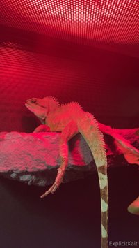 explicitkait leak - My Chinese water dragon is being hospitalized at the vet rig..