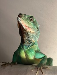 explicitkait leak - My Chinese water dragon is being hospitalized at the vet rig..