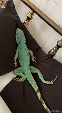 explicitkait leak - My Chinese water dragon is being hospitalized at the vet rig..