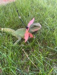 explicitkait leak - My Chinese water dragon is being hospitalized at the vet rig..