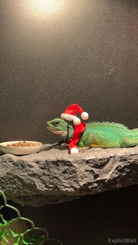 explicitkait leak - My Chinese water dragon is being hospitalized at the vet rig..