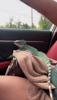 explicitkait leak - My Chinese water dragon is being hospitalized at the vet rig..