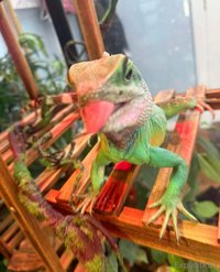 explicitkait leak - My Chinese water dragon is being hospitalized at the vet rig..