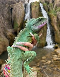 explicitkait leak - My Chinese water dragon is being hospitalized at the vet rig..