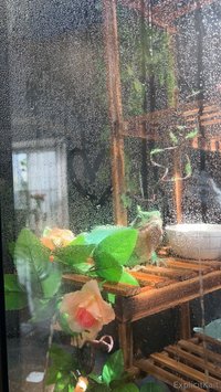 explicitkait leak - My Chinese water dragon is being hospitalized at the vet rig..