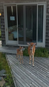 hungskater leak - ️