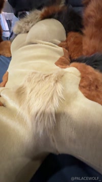 palacewolf leak - ‼️ XTRA CLIP ‼️seeing the dick bulge through the fursuit fur..