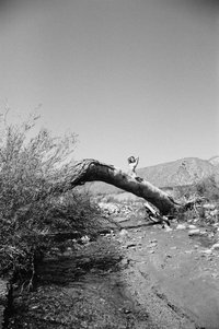 tinyprudencevip leak - Fun fact: I am sexually attracted to trees :)